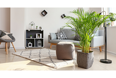 palma w doniczce w nowoczesnym salonie z pieknymi meblami i puszystym dywanem w szarym kolorze