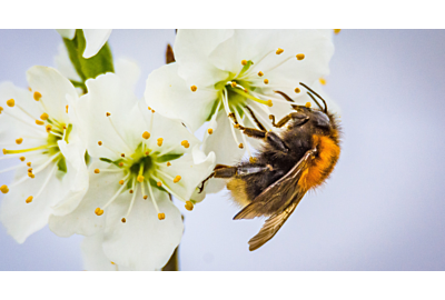 pszczoła zbierająca nektar z białego kwiatu w ogrodzie