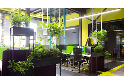rośliny do biura w korporacji czarne meble i zielone sciany w pomieszczeniu