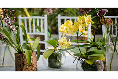 storczyki w domu ustawione w szklanych kulach na tarasie w otoczeniu innych roślin, w tle widoczne białe meble ogrodowe
