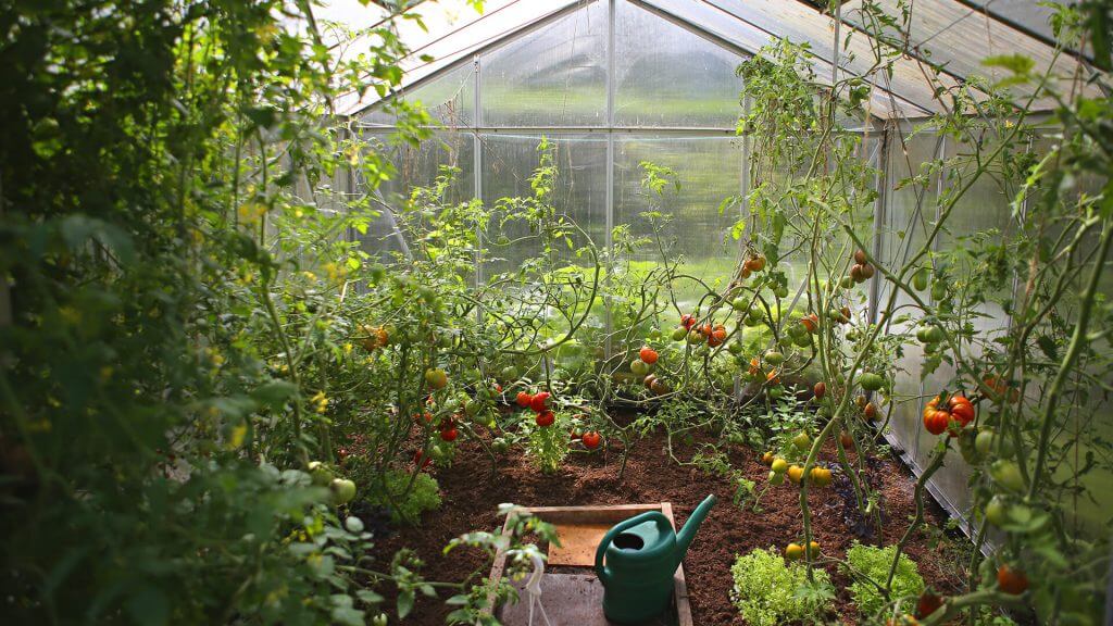 Wnętrze szklarni ogrodowej z uprawą pomidorów i konewką 
