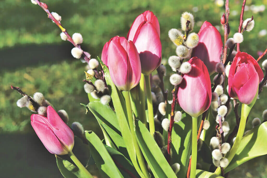 tulipany  i bazie