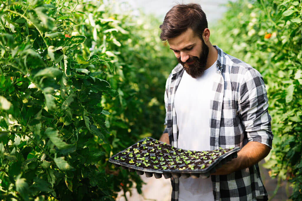 uprawa w tunelu foliowym tunele w ogrodzie i na plantacji
