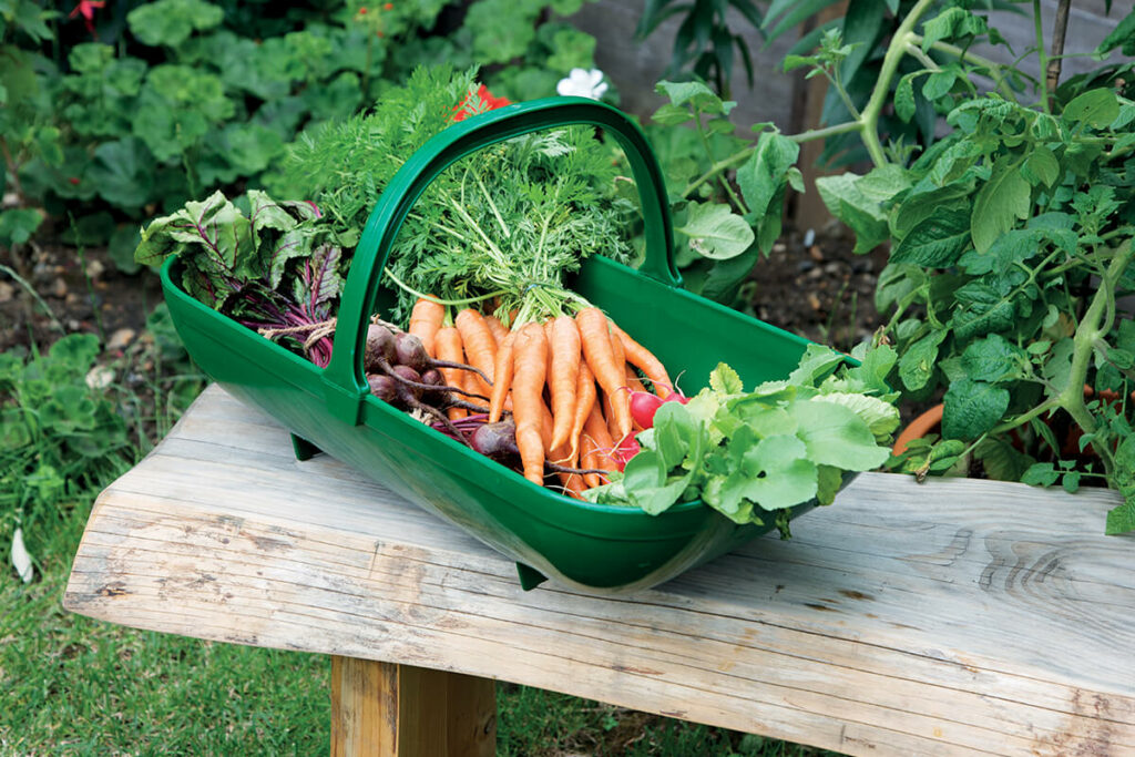 czerwiec w ogrodzie - koszyk z warzywami na drewnianej ławce