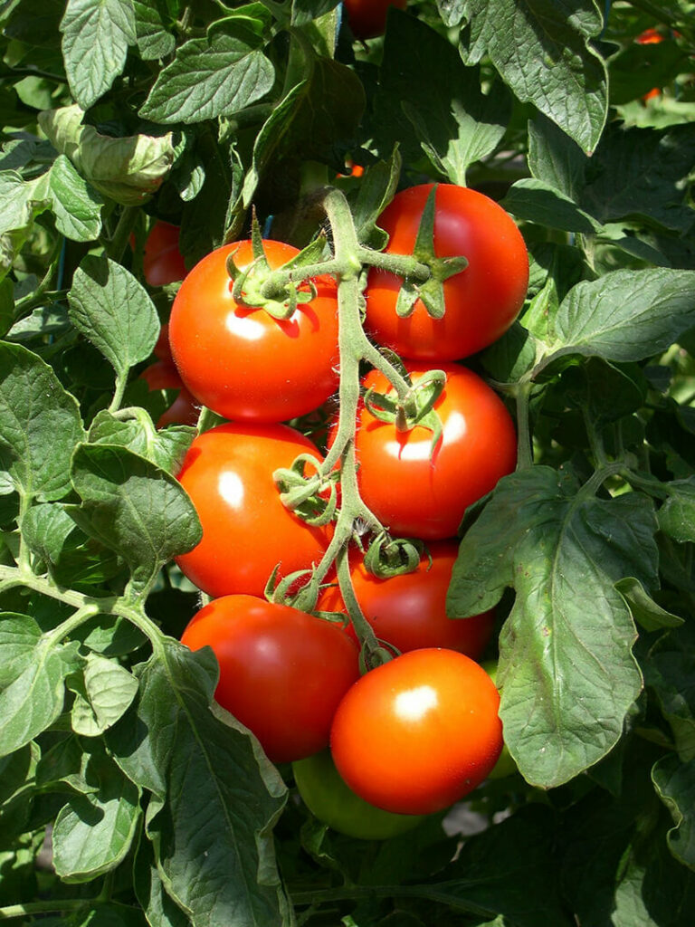 lipiec i zbieranie plonów w warzywniaku , dojrzałe pomidory na krzaczku w tunelu foliowym 