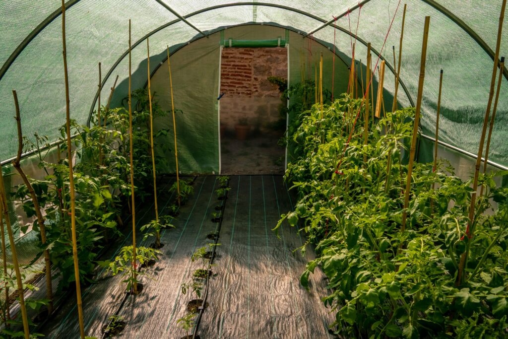 tunel foliowy z uprawami rzodkiewki, pomidorami i innymi warzywami 
