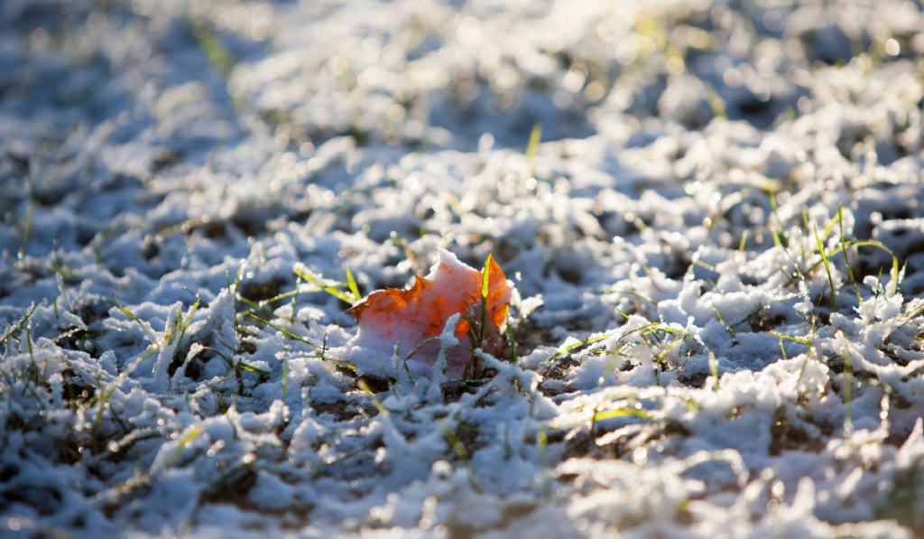 przykryta warstwą śniegu i lodu trawa z zamarzniętym pomarańczowym liściem 