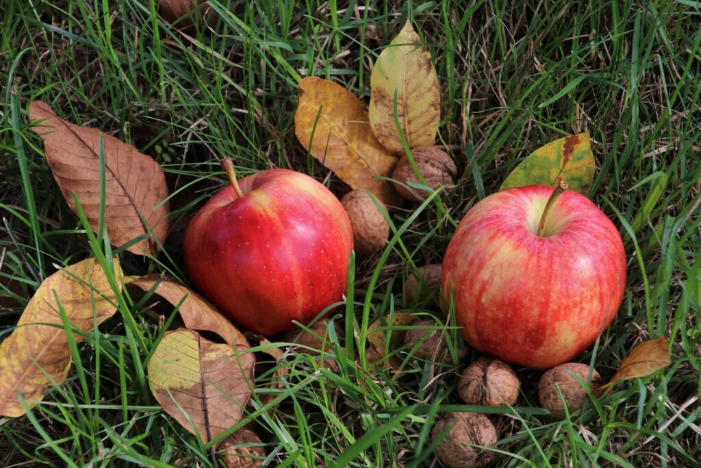 jabłka i orzechy leżące na trawie obok pożółkłych liści 
