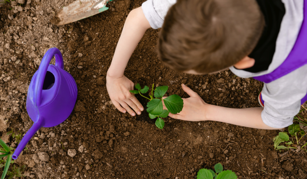 dziecko sadzące truskawki do gruntu w tunelu foliowym 