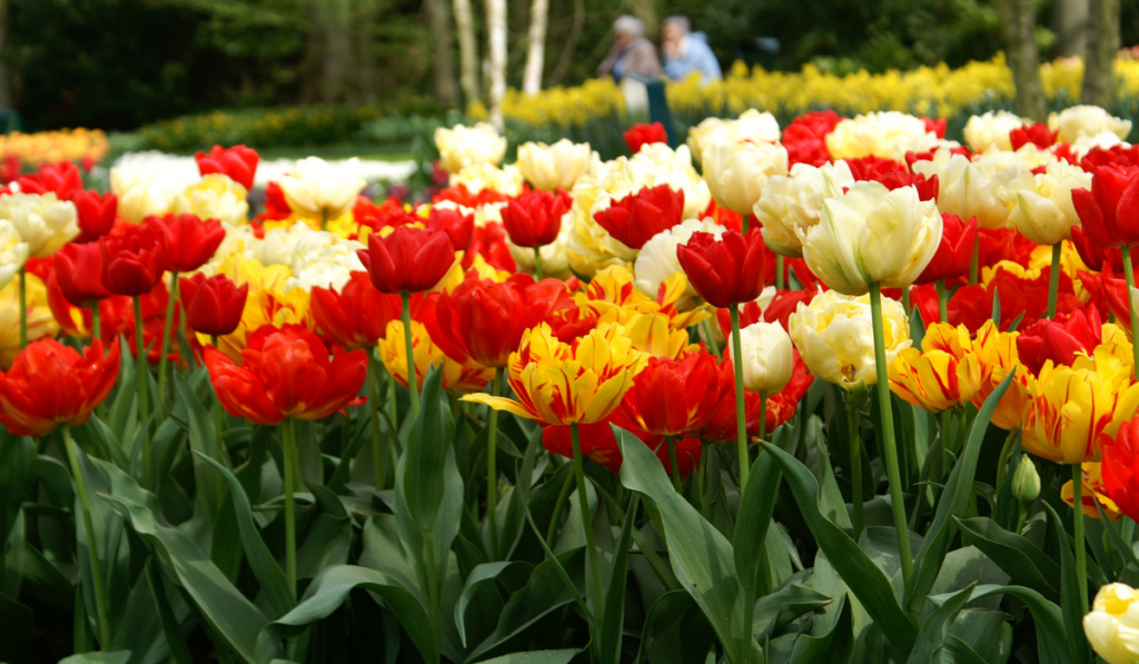 grządki tulipanów w ogrodzie 
