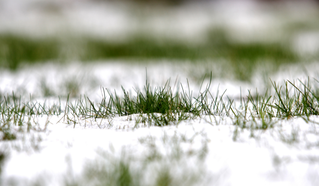przykryta śniegiem trawa w grudniu w ogrodzie 