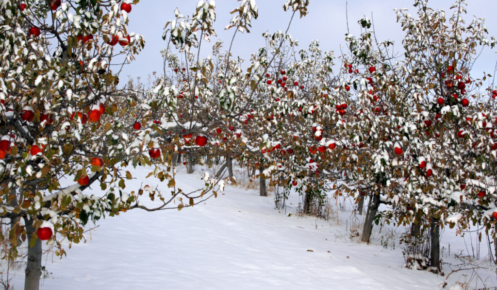 grudzień w ogrodzie i drzewa jabłoni przykryte warstwą śniegu