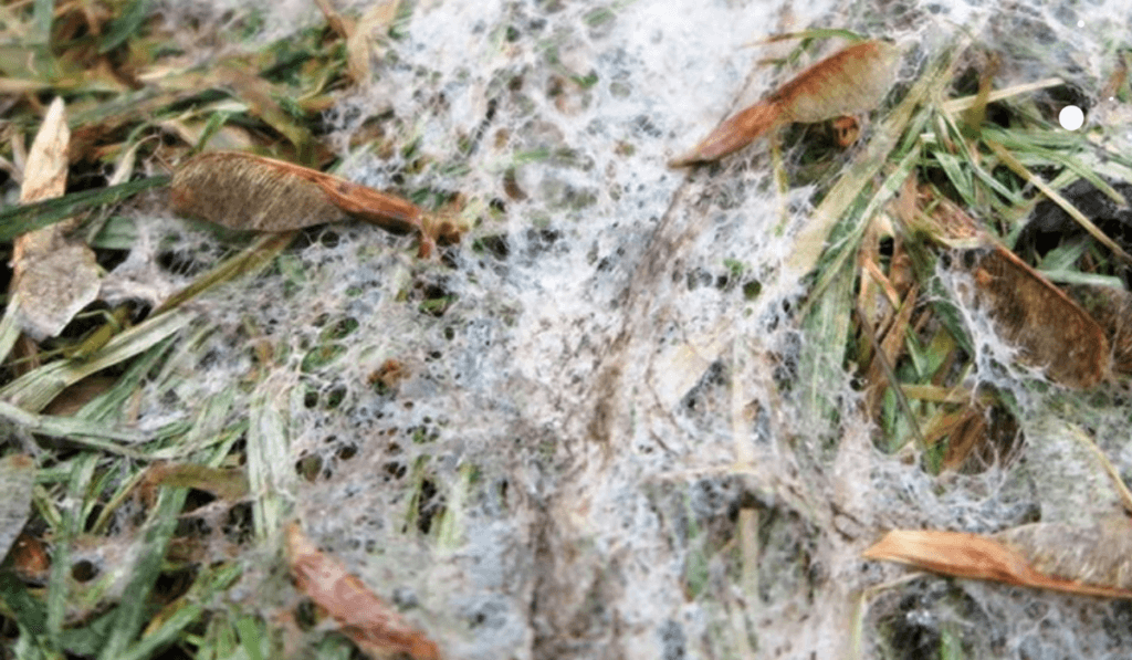 fragment trawy zainfekowany chorobą nazywaną pleśnią śniegową
