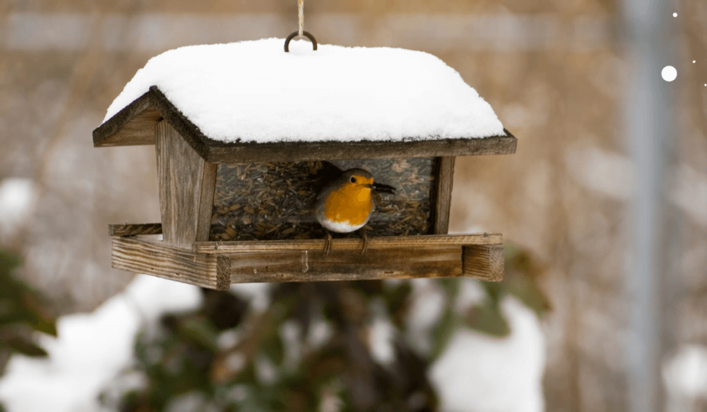 ptak z żółtym brzuszkiem siedzący zimową porą na wiszącym karmniku 