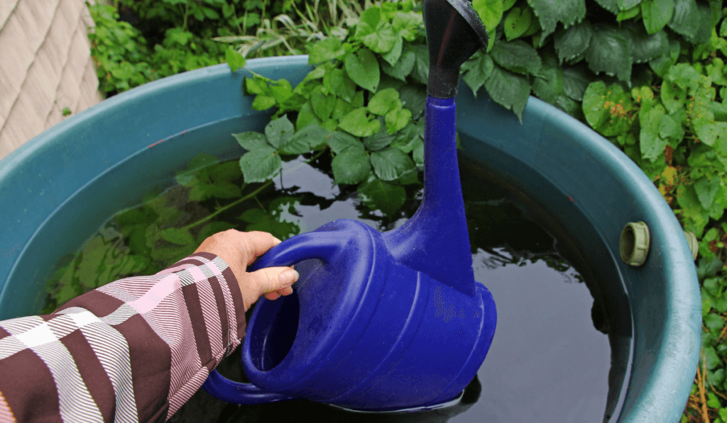 zbieranie deszczówki do plastikowego, niebieskiego zbiornika  