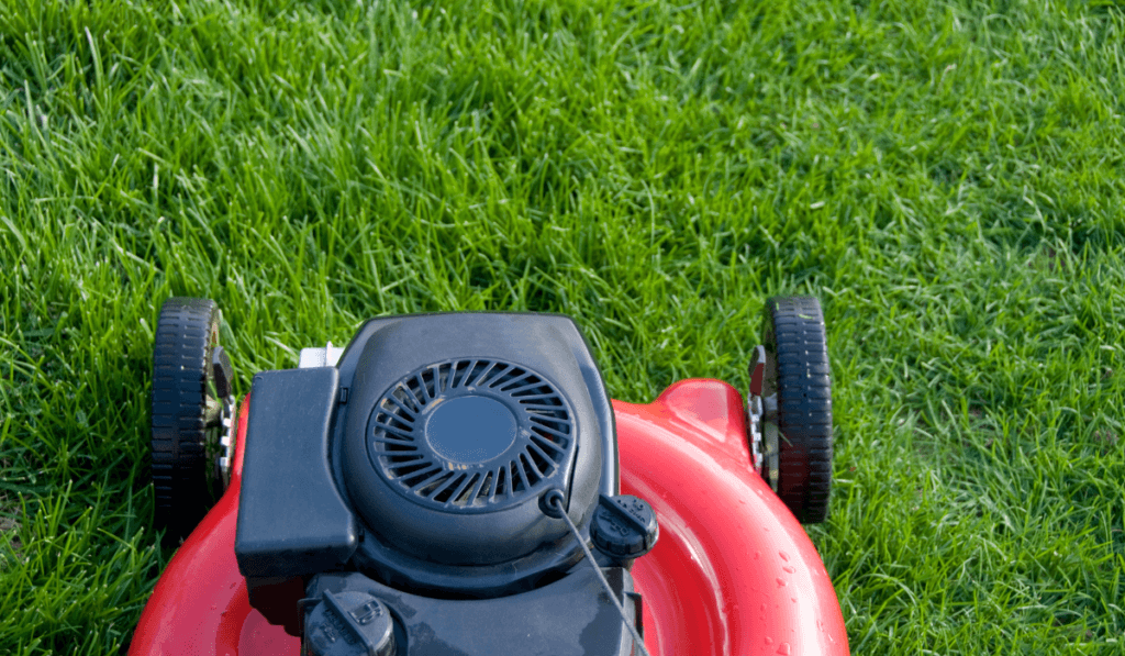 jak przygotować ogród na wiosnę - mulczowanie trawy 
