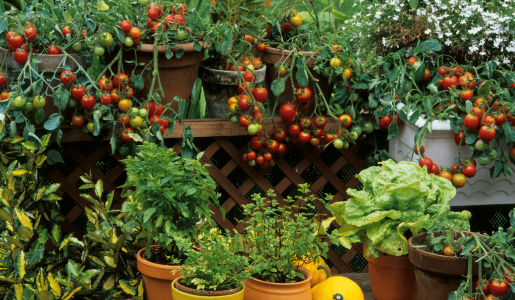 uprawa roślin na balkonie - uprawa pomidorów w doniczkach o różnym kształcie i kolorze ustawionych na balkonie i zawieszonych na balustradzie 