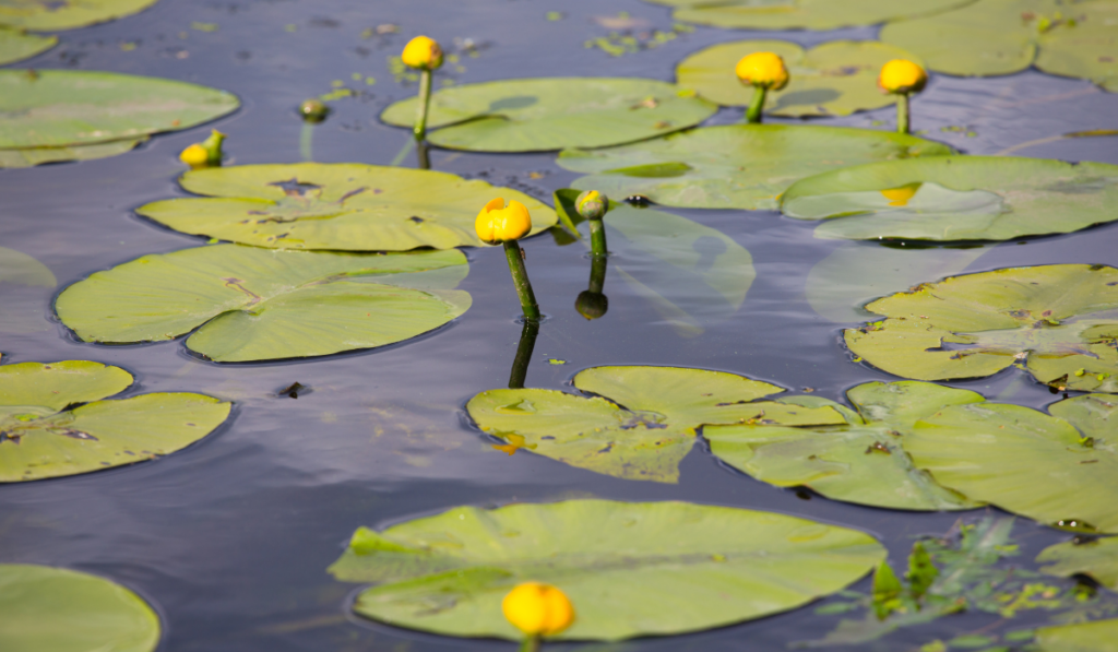 oczko wodne z żółtym grążelem wodnym