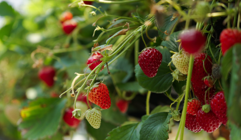 sadzenie truskawek jesienią - odmiana truskawki Vibrant
