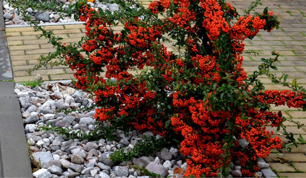 ognik szkarłatny jako niezastąpiony element dekoracyjny w różnych stylach aranżacyjnych
