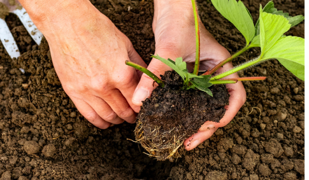 sadzenie truskawek jesienia do gleby
