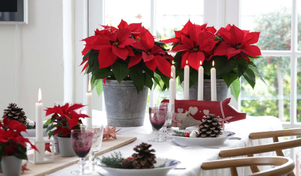 poinsecja na świątecznym stole 