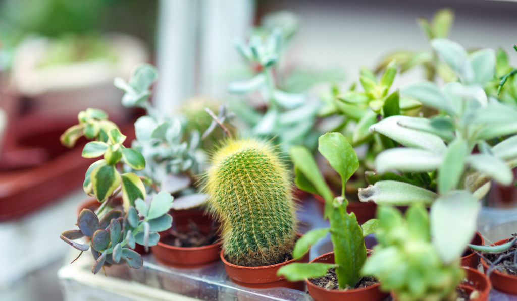 rośliny doniczkowe zimą dobrze czują się kaktusy 