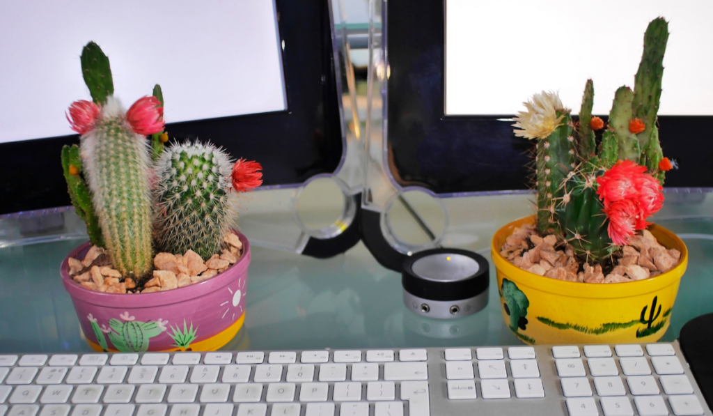 kwitnące kaktusy ustawione na biurku pomiędzy klawiaturą a monitorami 
