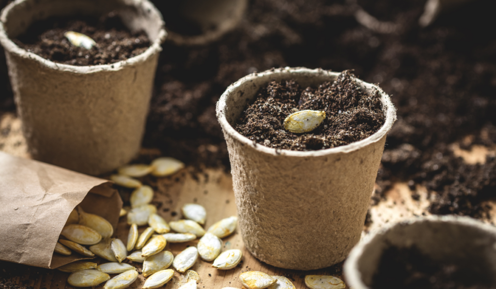 rozmnażanie roślin poprzez sianie nasion do pudełek i tekturowych mini doniczek 