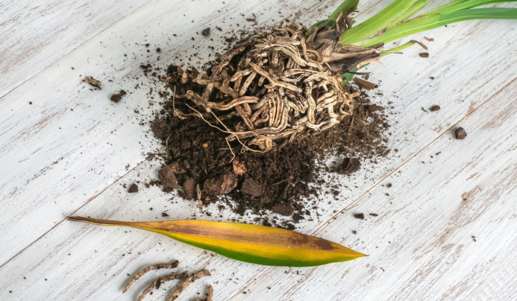 storczyki w domu chore liście i korzenia storczyka na stole 