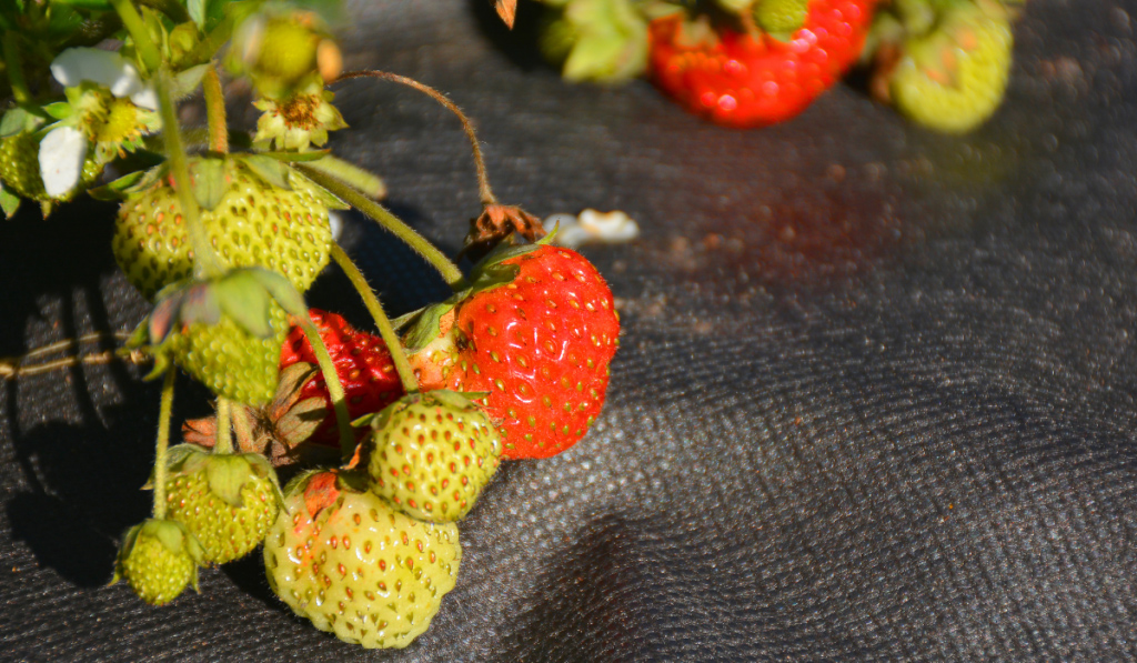 sadzenie truskawek jesienią na ogrowłóknienie