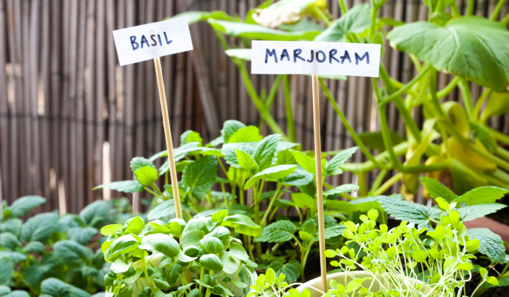 ogród ziołowy z doniczkami wysadzonymi ziołami bazylii i majeranku 