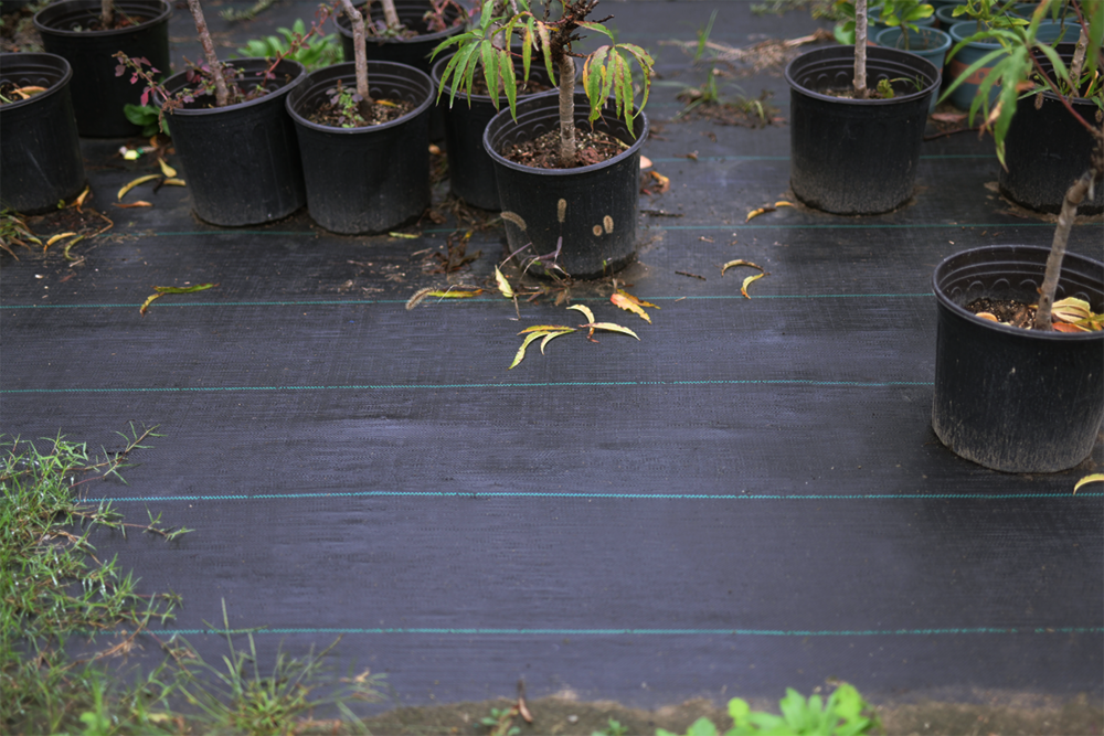 Agrowłóknina ogrodowa 1x50m czarna - CULTIVO