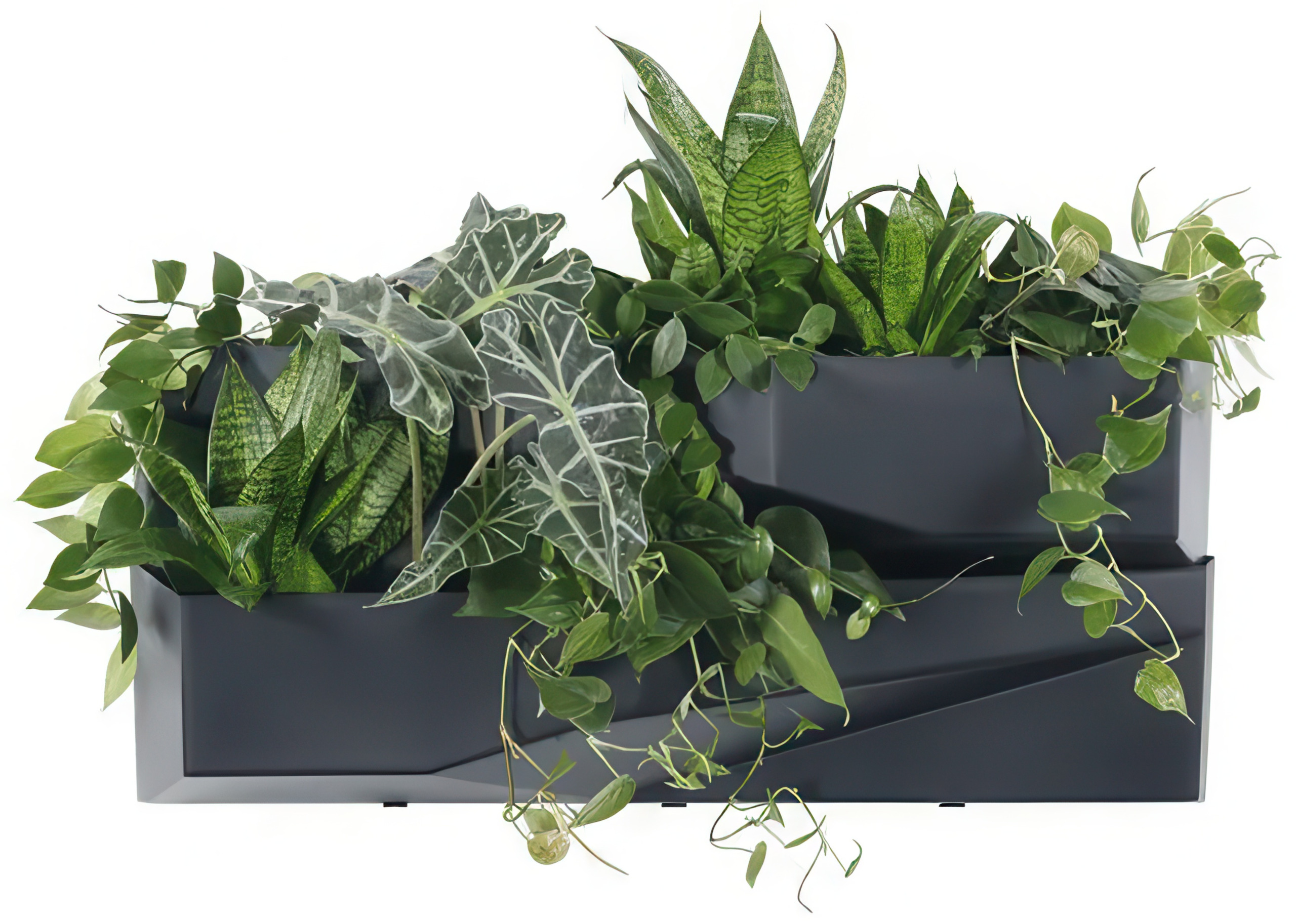 Вертикальний сад Cascade Garden Wall Prosperplast, антрацит