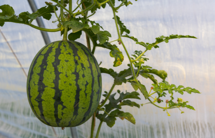 Fresh big watermelon in greenhouse