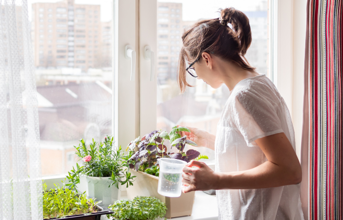 Kobieta podlewa rośliny doniczkowe i mikrogreeny na parapecie. Uprawa jadalnej organicznej bazylii, rukoli, mikrogreenów kapusty dla zdrowego odżywiania. Ogrodnictwo w domu.