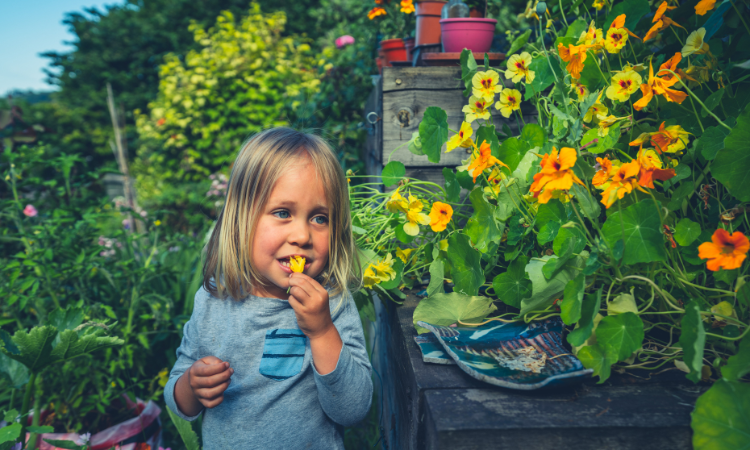 Mały przedszkolak zrywa i zjada jadalne kwiaty w ogrodzie