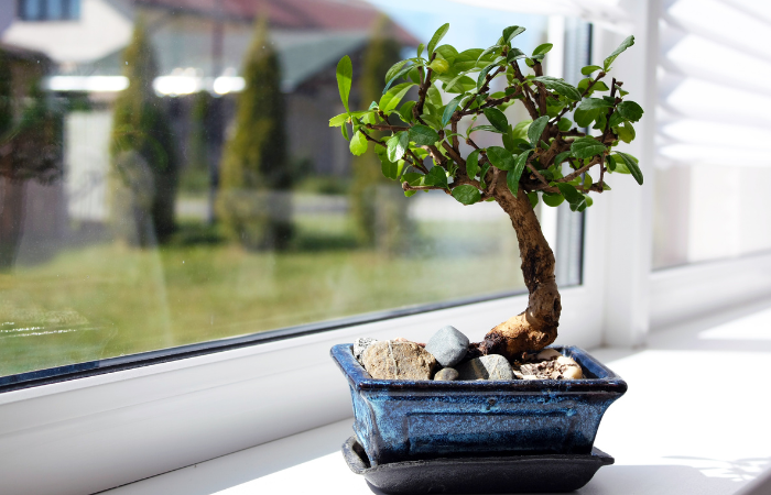 Małe drzewko bonsai w oknie