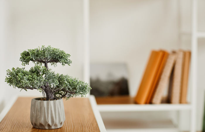 drzewko bonsai domu, koncepcja wabi sabi, przestrzeń 