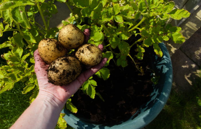 warzywa w ogródku uprawa ziemniaka 