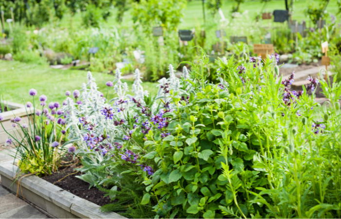 Piękny kwitnący ogród ziołowy ze szczypiorkiem, lawenda, rozmaryn, mięta, kocimiętka i wiele innych. Ziołowe i lecznicze rośliny ogrodowe.