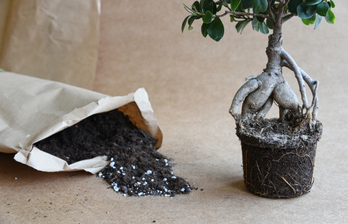 drzewko bonsai przygotowane do wymiany ziemi z nawozem 
