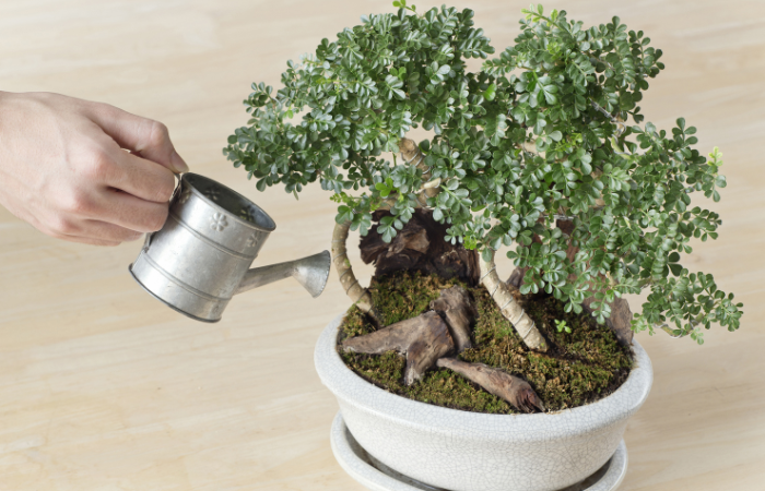 podlewanie drzewka bonsai w doniczce małą metalową konewką 