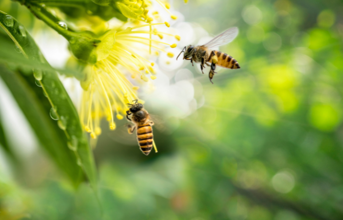 pszczoła uchwycona w locie podczas zbierania pyłku kwiatowego z rośliny miododajnej 