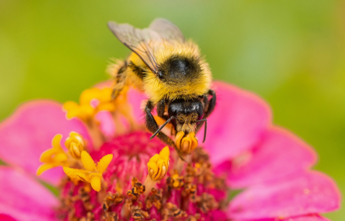 pszczoła zbierająca pyłek kwiatowy z roślin miododajnych 