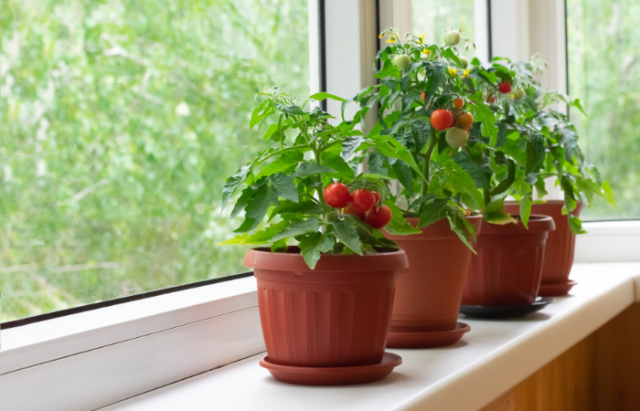 Mały krzew balkonowych pomidorów wiśniowych w brązowych doniczkach na białym parapecie. Ogrodnictwo pomidory w domu w lecie