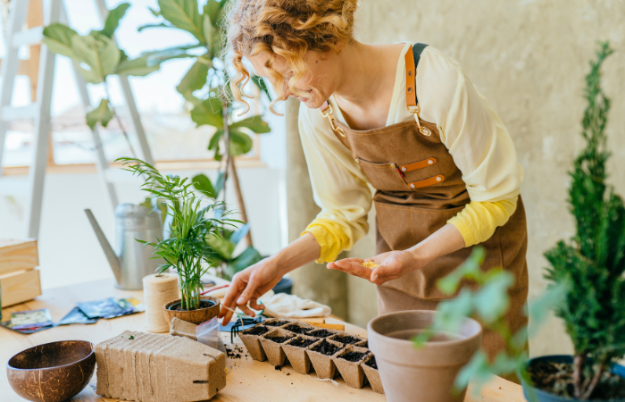 Szczęśliwa ogrodniczka pracująca w przydomowym ogrodzie trzyma nasiona w dłoni i wysiewa nasiona w doniczkach torfowych na drewnianym stole w pomieszczeniu.